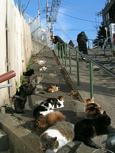 猫岛。