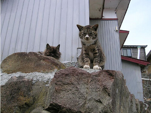 猫岛路边的猫。