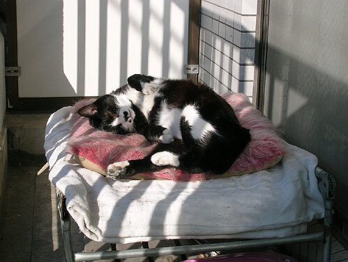 猫岛路边的猫。
