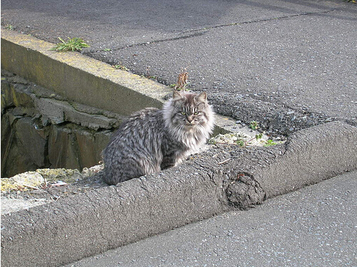 猫岛路边的猫们。