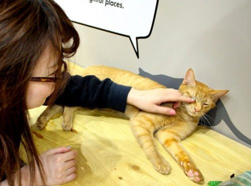 猫咪大楼。