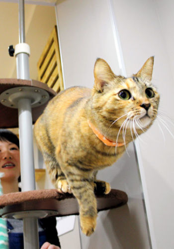 猫咪大楼。